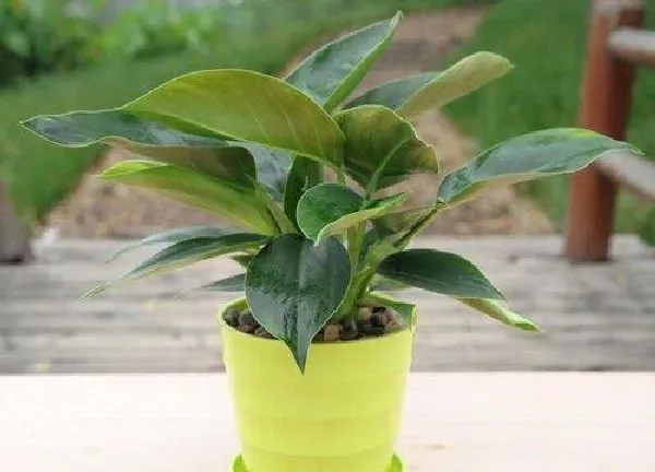 植物浇水|绿钻几天浇一次水 春夏秋冬各不同