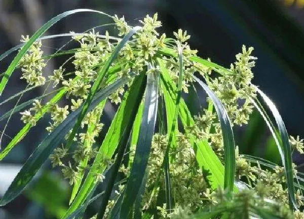 养殖方法|风车草的养殖方法和注意事项