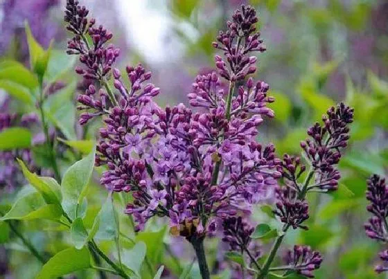 送花|表白适合送什么花比较好 适合表白的花卉有哪些