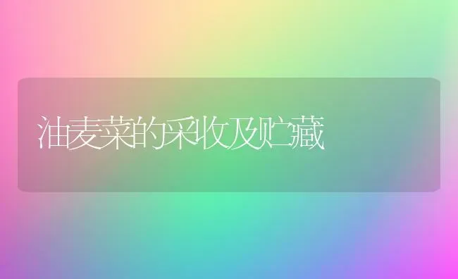 油麦菜的采收及贮藏 | 蔬菜种植
