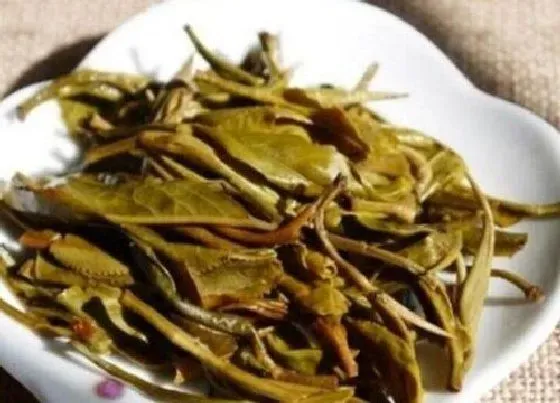 植物施肥|喝过的茶叶可以做肥料吗