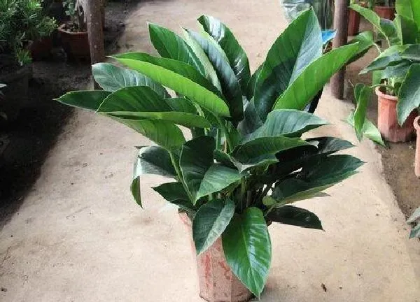 植物浇水|绿钻几天浇一次水 春夏秋冬各不同