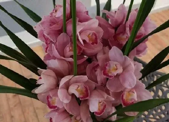 开花时间|大花蕙兰什么时候开花 几月份开花