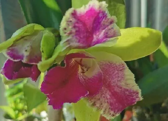 开花时间|卡特兰什么时候开花 花期有多长时间