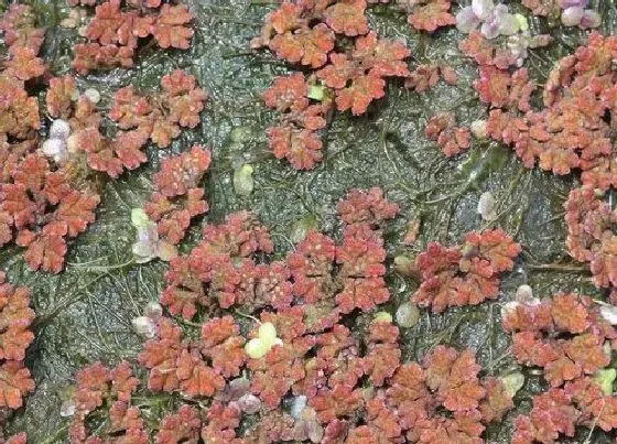 植物种类|满江红是被子植物吗