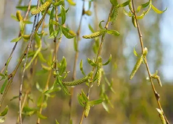 绿植|坟上适合种什么植物