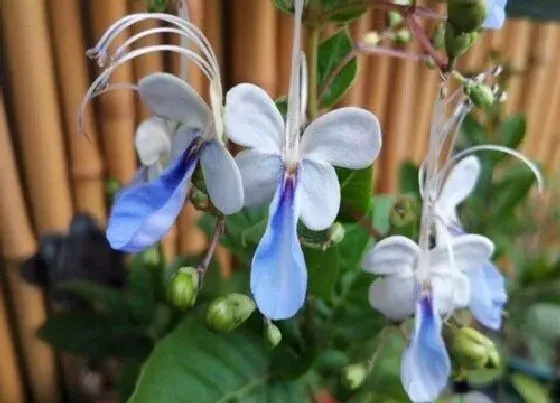 开花时间|蓝蝴蝶一年开几次花