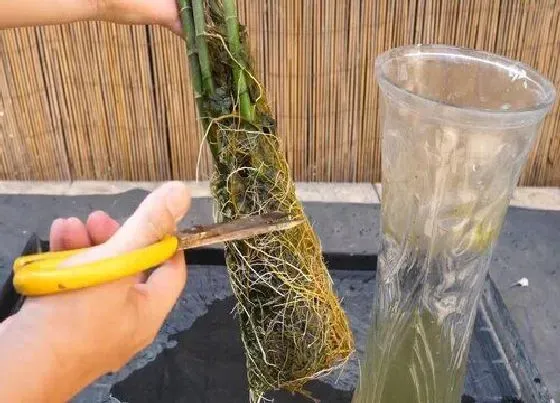 植物修剪|富贵竹什么时候剪枝合适