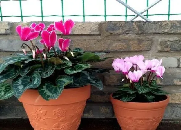 植物移栽|仙来客花怎么分盆 分盆时间和方法