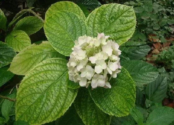 植物播种|绣球花什么时候播种合适