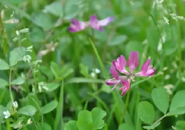 花语|苜蓿花的花语是什么含义