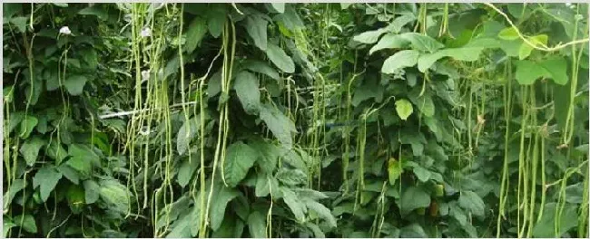 长豆角的种植方法和时间 | 耕种资料