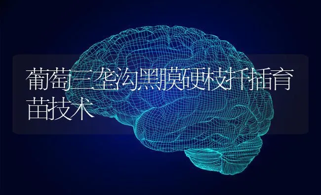 葡萄三垄沟黑膜硬枝扦插育苗技术 | 瓜果种植