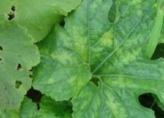 植物虫害|冬瓜病虫害的防治方法与技术