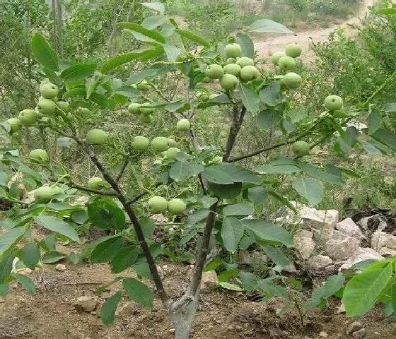 果实诊疗|核桃落果是什么原因造成的