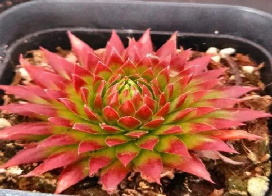 室内摆放|多肉植物能在室内养吗