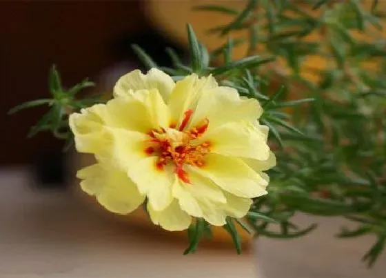 植物繁殖|重瓣太阳花怎么繁殖方法和注意事项