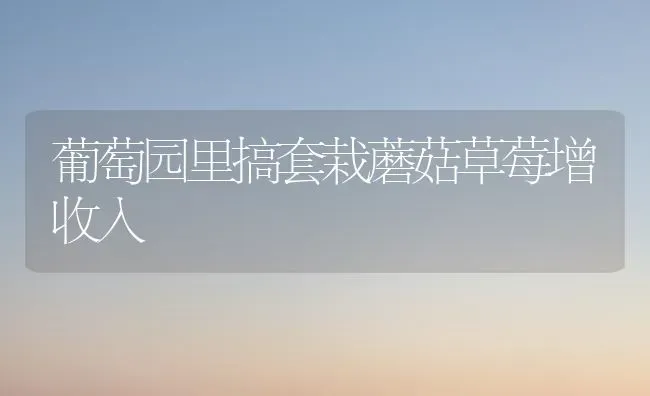 葡萄园里搞套栽蘑菇草莓增收入 | 食用菌种植