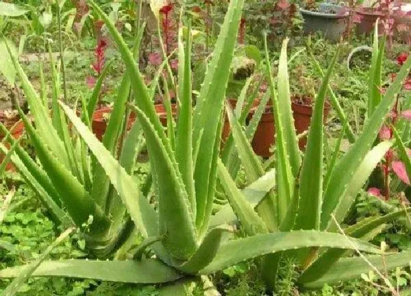 植物换土|芦荟怎么换土