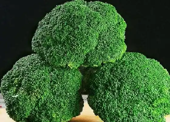 种植管理|西兰花几月份种植合适