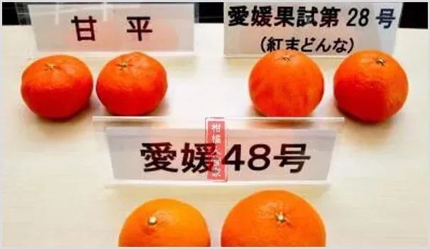 红公主爱媛48号柑桔品种介绍 | 种植技术