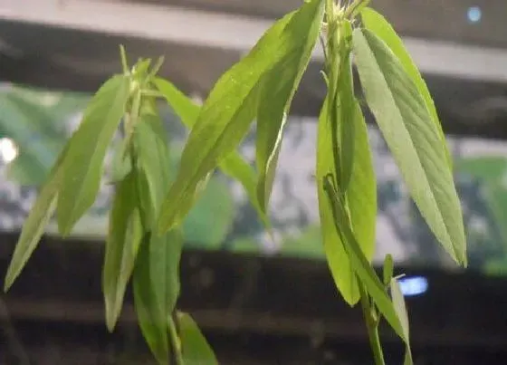 植物百科|跳舞草是什么草