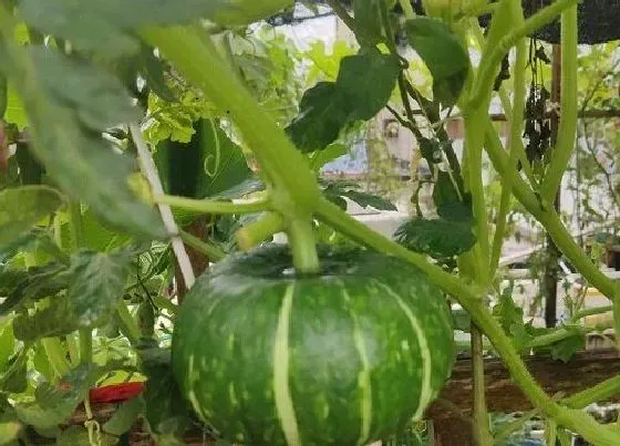 种植管理|南瓜如何栽培和管理才能高产，南瓜的种植方法与栽培技术）