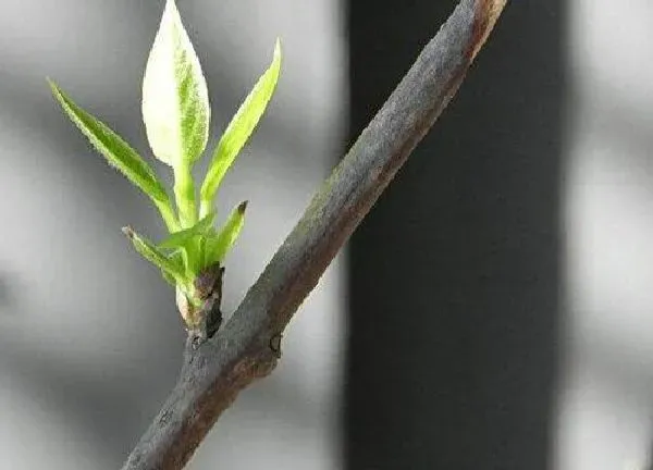 植物发芽|腊梅什么时候发芽长叶