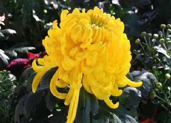 花卉百科|南通的市花是什么花 菊花的象征与意义