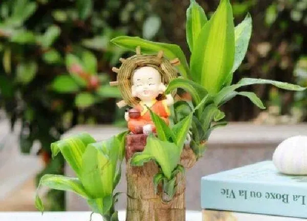 养殖方法|幸运木的养殖方法和注意事项