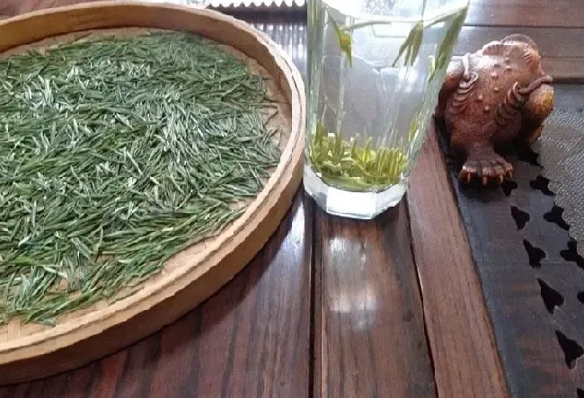 食用常识|雀舌属于什么茶叶品种（雀舌茶样子及口味介绍）