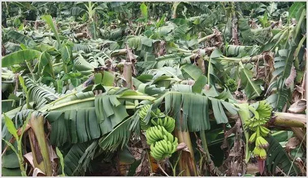 香蕉枯萎病的症状及防治方法 | 农业技术