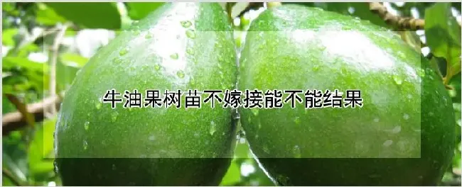 牛油果树苗不嫁接能不能结果 | 自然知识