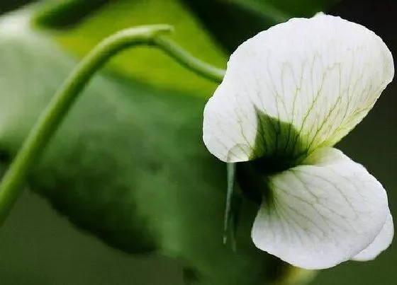 植物繁殖|豌豆是自花授粉吗
