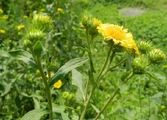 植物毒性|金钱花有毒吗 可以放在室内养吗