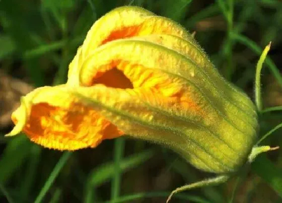 种植管理|南瓜如何栽培和管理才能高产，南瓜的种植方法与栽培技术）