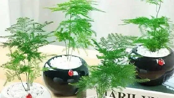 果实科普|文竹几月开花结果 什么时候开花结果