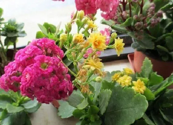 植物施肥|如意花施什么肥最好