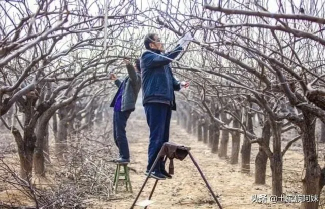 植物修剪|为什么果树大量修剪要在冬季进行，果树冬季修剪注意事项）