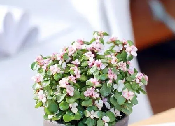 植物移栽|金枝玉叶夏天可以换盆吗 换盆需要注意什么