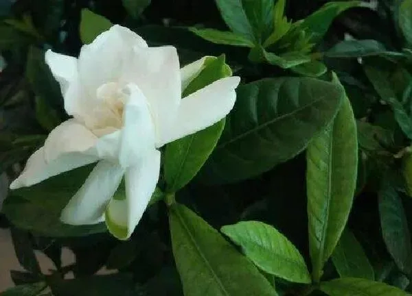 植物浇水|栀子花夏天怎么浇水方法