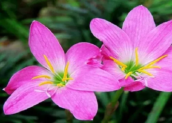 花朵诊疗|风雨兰不开花怎么办