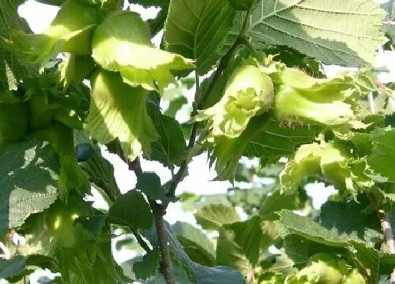 植物排行|榛子哪个品种好