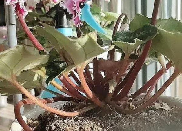 植物移栽|仙来客花怎么分盆 分盆时间和方法