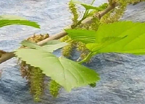 植物播种|桑树种子怎么种植