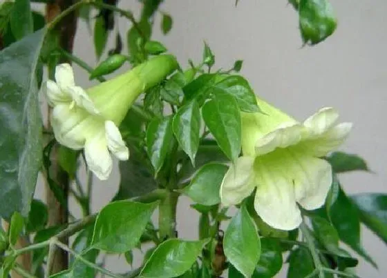 花语|幸福树开花什么预兆