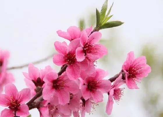 花朵|桃花是哪个季节开的花（桃花什么时候开放）