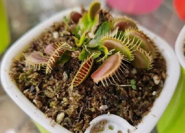 植物浇水|捕蝇草多长时间浇一次水 浇水频率与方法