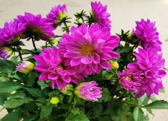 植物种类|庭院花卉种植品种 院子里种什么花卉植物好