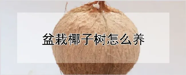 盆栽椰子树怎么养 | 农业科普